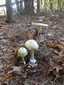 Gyilkos galóca (Amanita phalloides), Őrség. Lomb- és fenyőerdőben is nő